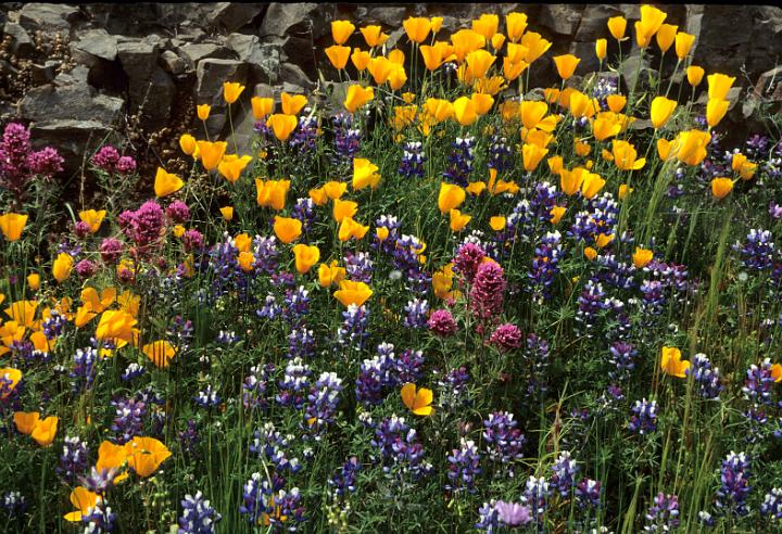 Table Mtn, Oroville CA.jpg